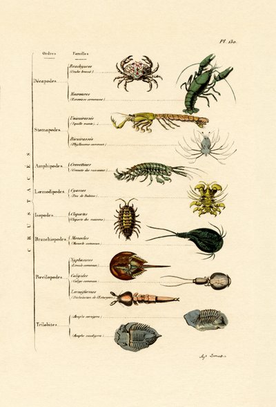 Crostacei da French School